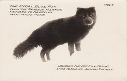 New York Lake Placid & Ausable Chasm Alaska Silver Fox Farms The Regal Blue Fox Real Photo - Adirondack