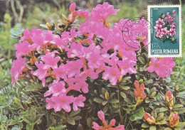 ROUMANIE Carte Maximum - Rhododendron Kotschyi - Maximumkaarten