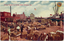 NEW ORLEANS - Cotton Scene On Levee - New Orleans