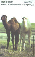 Kuwait:Used Phonecard, Ministry Of Communication, 3 K.D, Camels - Koweït