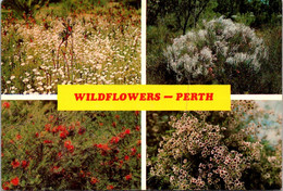(3 Oø 21) Australia - WA (posted With Flowers 18cents Stamp) Wild Flowers Perth - Other & Unclassified