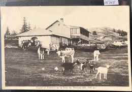 Chalet Et Sommet De La Dent De Vaulion (1487 M.) Avec Propriétaires, Vaches Et Chèvres (16'068) - Vaulion