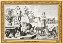 M095 Zoo - Menagerie Belvedere, AT - Salomon Kleiner, 1734 - Baboon, Mandrill, Vervet Monkey, Lynx - Belvédère