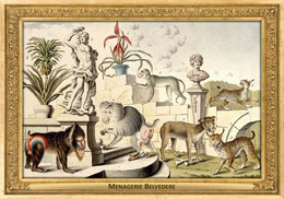 M095 Zoo - Menagerie Belvedere, AT - Salomon Kleiner, 1734 - Baboon, Mandrill, Vervet Monkey, Lynx - Belvedère