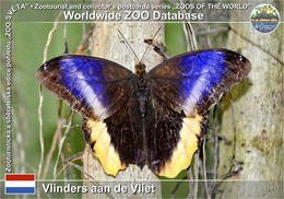01155 Vlinders Aan De Vliet, NL - Owl Butterfly (Caligo Atreus) - Leidschendam