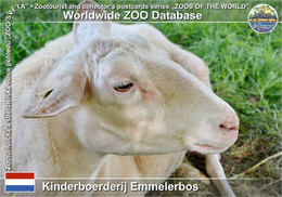 01160 Kinderboerderij Emmelerbos, NL - Drenthe Heath Sheep (Ovis Orientalis F. Aries "Drents Heideschaap") - Emmeloord