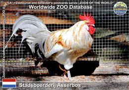 01165 Stadsboerderij Asserbos, NL - Schijndelaar Chicken (Gallus Gallus F. Domestica "Schijndelaar") - Assen