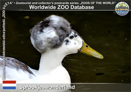 01169 Sprookjeswonderland, NL - Crested Duck (Anas Platyrhynchos F. Domestica "Crested Duck") - Enkhuizen