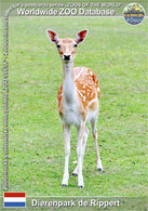 01170 Dierenpark De Rippert, NL - European Fallow Deer (Dama Dama) - Helmond