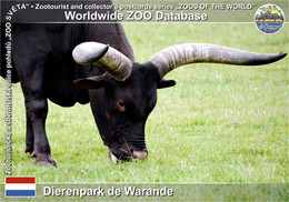 01171 Dierenpark De Warande, NL - Ankole-watusi (Bos Primigenius F. Taurus "Watusi") - Helmond