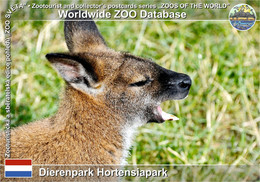 01172 Dierenpark De Hortensiapark, NL - Bennett's Wallaby (Notamacropus Rufogriseus Frutica) - Helmond