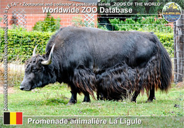 01187 Promenade Animaliere A La Ligule, BE - Domestic Yak (Bos Mutus F. Grunniens) - Le Roeulx