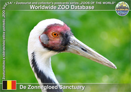 01190 De Zonnegloed Sanctuary, BE - White-naped Crane (Antigone Vipio) - Vleteren