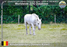 01193 Kinderboerderij Domein Kiewit, BE - Domestic Horse (Equus Ferus F. Caballus) - Hasselt