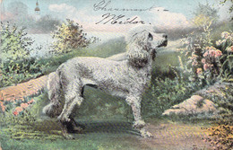 CHIEN - Caniche Dans La Nature - FANTAISIE - Carte Postale Ancienne - Cani