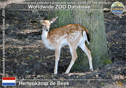 01219 Hertenkamp De Beek, NL - European Fallow Deer (Dama Dama) - Bergen Op Zoom