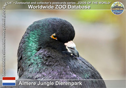 01226 Almere Jungle Dierenpark, NL - King Pigeon (Columba Livia F. Domestica "King") - Almere