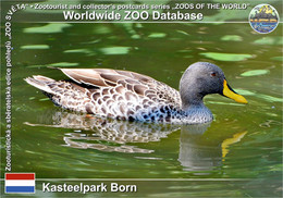 01228 Kastealpark Born, NL - Yellow-billed Duck (Anas Undulata) - Sittard