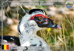01231 Dierenpark Wenduine, BE - Domestic Muscovy Duck (Cairina Moschata F. Domestica) - De Haan
