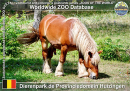 01237 Dierenpark De Provinciedomein Huizingen, BE - Belgian Heavy Draught (Equus Ferus F. Caballus Belgian Heavy Horse) - Beersel