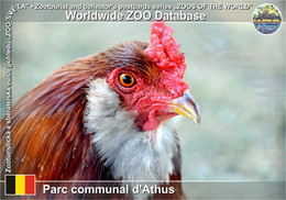 01245 Parc Communal D'Athus, BE - Amerauacana Chicken (Gallus Gallus F. Domestica "Ameraucana") - Aubange