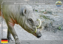 01249 Opel-ZOO, DE - Sulawesi Babirusa (Babyrousa Celebensis) - Kronberg