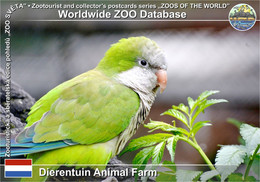 01273 Dierentuin Animal Farm, NL - Monk Parakeet (Myiopsitta Monachus) - IJmuiden