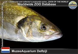 01274 MuzeeAquarium Delfzijl, NL - Common Bass (Dicentrarchus Labrax) - Delfzijl