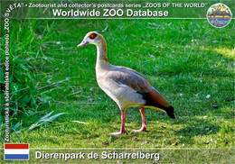 01277 Dierenpark De Scharrelberg, NL - Egyptian Goose (Alopochen Aegyptiaca) - Otros & Sin Clasificación