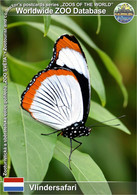 01289 Vlindersafari, NL - Red Spot Diadem (Hypolimnas Usambara) - Gemert