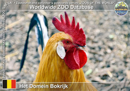 01304 Het Domein Bokrijk, BE - Yellow Of Haspengouw Chicken (Gallus Gallus F. Domestica "Fauve De Hesbaye") - Genk