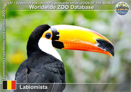 01306 Labiomista, BE - Toco Toucan (Ramphastos Toco) - Genk