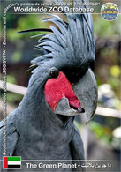 01312 The Green Planet Dubai, AE - Palm Cockatoo (Probosciger Aterrimus) - Ver. Arab. Emirate