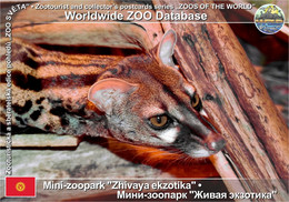 01317 Mini-Zoopark "Zhivaya Ekzotika", KG - West African Large-spotted Genet (Genetta Pardina) - Kirghizistan