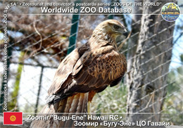 01318 Zoomir "Bugu-Ene" Hawaii RC, KG - Long-legged Buzzard (Buteo Rufinus) - Kirguistán