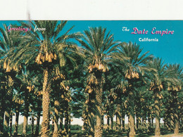 Date Groves Laden With Fruit In The Coachella Valley And The Palm Springs Area Of California - Palm Springs