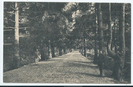 Leopoldsburg - Bourg Leopold - Camp De Beverloo - Avenue Des Soupirs - Leopoldsburg (Kamp Van Beverloo)