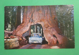 Yosemite National Park - California - Wawona Drive - Through Tree - Yosemite