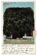 Oaxaca Ahuehuete De El Tule Arbre Tree Mexico Mexique Mexico Mexique - Mexiko