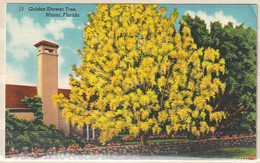 Carte Postale. Etats Unis D'Amérique. Floride. Miami. Arbre De Douche D'or. Cassier. Cassia Fistula. Etat Moyen. - Miami