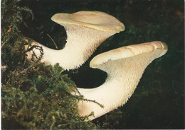 Carte Postale  Neuve Bon état Champignon Champignons Mushroom Setas Pilze - Pilze