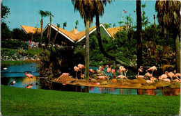 Florida Tampa Busch Gardens Nesting Flamingos 1977 - Tampa