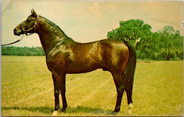 Florida Ocala Stud Farm "Rough'N Tumble" Florida's Leading Stallion - Ocala