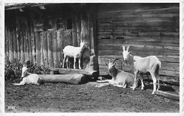 Chèvres à L'alpage Ziegen Auf Der Alp - Other & Unclassified