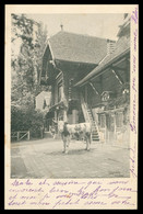 Delcampe - * DISTRICT DE NYON - Vache Devant Villa - Maison - Photo LUSCHER - 1912 - Nyon