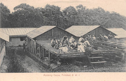 Amérique - TRINIDAD - Trinité-et-Tobago - Rubbing Cocoa - Cacao - Trinidad