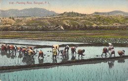 Philippines - Planting Rice -  Edit. Dennistons - Coloris - Animé - Carte Postale Ancienne - Philippines