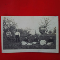 CARTE PHOTO ATTELAGE METIER PAYSANS - Farmers