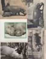 HIPPO 13 Vintage ANIMALS Postcards Pre-1940 (L3633) - Hippopotames