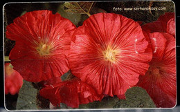 TURKEY 2006 PHONECARDS FLOWERS USED VF!! - Fleurs